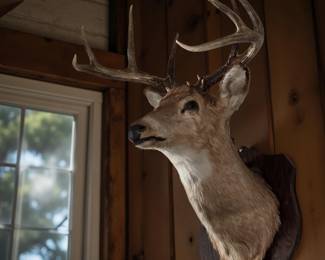 Buck Mount bid #40