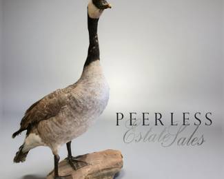 Canada Goose Mountvbid #46