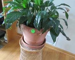 Lot 95. Live Peace lily plant with wicker stand