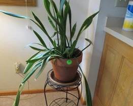 Lot 134. Plant and stand, like a mother-in-law plant