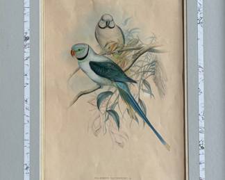 This lot features a framed 19th-century hand-colored lithograph by John Gould, featuring "Nasiterna Pygmea, " commonly known as the Pygmy Parrot. Measures in frame, 31.5” H x 24.5” W. John Gould (1804-1881) contributed to burgeoning scientific and popular interest in the natural world in Victorian England as an ornithologist, collector, and illustrator and publisher of bird books. He assisted Charles Darwin with classification of bird specimens collected during the H.M.S.