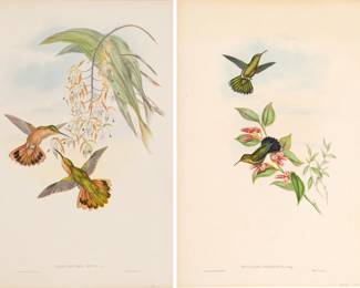 Lot 4045
John Gould (English, 1804-1881) And Henry Richter (English, 1821-1902) Hand Colored Lithographs on Paper, Mid 19th C., 'Metallura Primolinus'