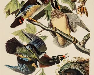 Lot 4006
After John James Audubon (American, 1785-1851) Chromolithograph on Thick Wove Paper, Ca. 1970s, 'Summer or Wood Duck (Anas Sponsa)'