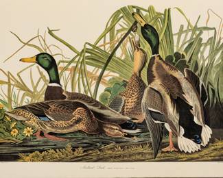 Lot 4003
After John James Audubon (American, 1785-1851) Offset Lithograph on Rag Paper, Amsterdam Edition, Ca. 1971, 'Mallard Duck'