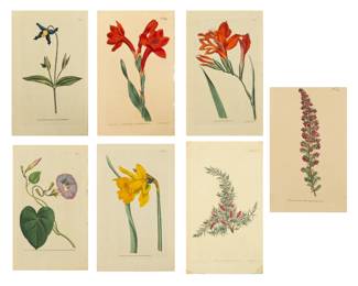 Lot 4048
William, Thomas And Samuel Curtis, Hand Colored Etchings on Paper, Late 18th/early 19th C.