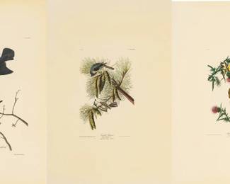 Lot 4024
After John James Audubon (American, 1785-1851) Offset Lithographs on Rag Paper, Amsterdam Edition, Ca. 1971, 'Brown-headed Nuthatch'