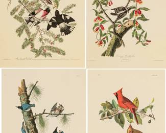 Lot 4020
After John James Audubon (American, 1785-1851) Offset Lithograph on Rag Paper, Amsterdam Edition, 1971, 'Cardinal Grosbeak, White-breasted Black-cappe'