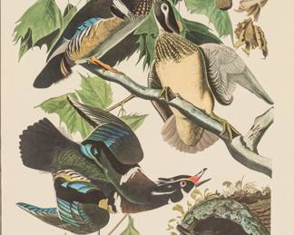 Lot 4005
After John James Audubon (American, 1785-1851) Offset Lithograph on Rag Paper, Amsterdam Edition, Ca. 1971, 'Summer or Wood Duck (Anas Sponsa)'