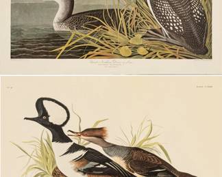 Lot 4009
After John James Audubon (American, 1785-1851) Offset Lithographs on Rag Paper, Amsterdam Edition, Ca. 1971, 'Hooded Merganser, Great Northern Diver'