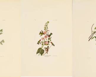 Lot 4018
After John James Audubon (American, 1785-1851) Offset Lithographs on Rag Paper, Amsterdam Edition, Ca. 1971, 'Marsh Wren, Columbian Hummingbird'