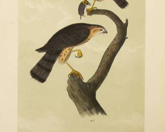 Lot 4026
John T. Bowen (English-American, 1801-1856) After John James Audubon, Hand Colored Lithograph on Paper, Ca. 1840s, 'Sharp-shinned Hawk'