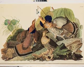 Lot 4001
After John James Audubon (American, 1785-1851) Offset Lithograph on Rag Paper, Amsterdam Edition, Ca. 1971, 'Ruffed Grouse'
