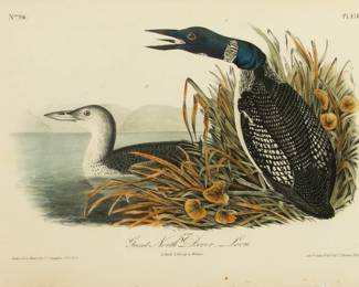 Lot 4027
John T. Bowen (English-American, 1801-1856) After John James Audubon, Hand Colored Lithograph on Paper, Ca. 1840s, 'Great North Diver Loon'