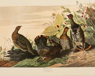 Lot 4004
After John James Audubon (American, 1785-1851) Offset Lithograph on Rag Paper, Amsterdam Edition, 1971, 'Spotted Grouse'