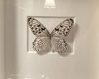 Pheromone by Christopher Marley, Chalk Ricepaper Butterfly of Malaysia