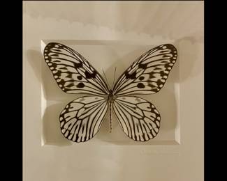 "Pheromone' series by Christopher Marley, embossed signature on mat, Rice Paper Butterfly