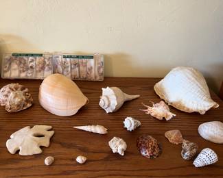 Shell Collection