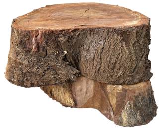 Two Large Tree Stump Slices