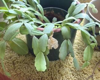 assorted houseplants in ceramic pot