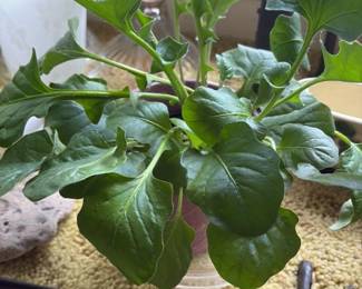 assorted houseplants in ceramic pot