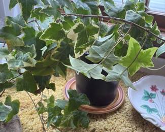 assorted houseplants in ceramic pot