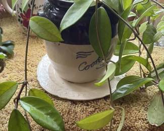 assorted houseplants in ceramic pot
