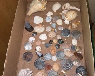 Assorted Seashell Collection 