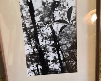 Black and White Botanical Photograph 