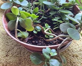 assorted houseplants in ceramic pot