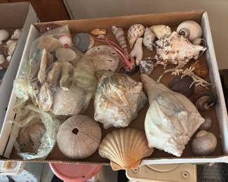 Assorted Seashell Collection 