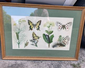 Lots of botanical and ornithological prints