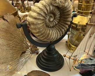 Ammonite fossil with stand