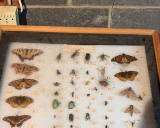 Framed Insect Collection