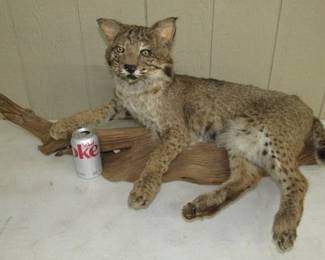 Bobcat Taxidermy 