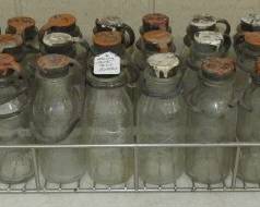 Dairy Milk Test Bottles in Crate