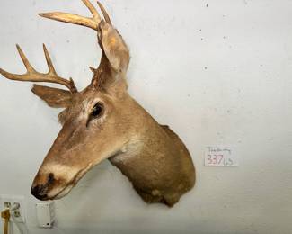 Taxidermy Deer
