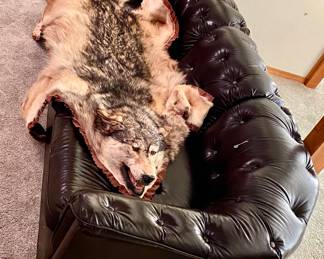 Large NICE Genuine Wolf pelt rug....