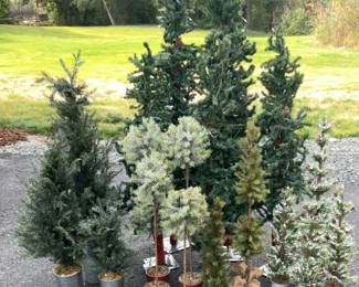 Miscellaneous Pine Trees