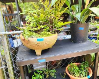 Plants and tons of gardening items