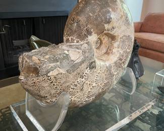 Ammonite nautilus large