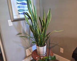 Beautiful Plants