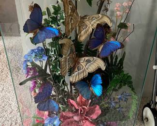 Large taxidermy butterfly display