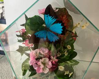 Small taxidermy butterfly display
