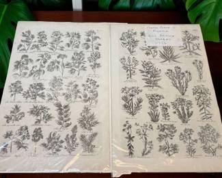 1756 Etchings Hills British Herbal