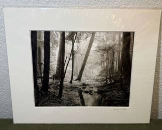 Jeffrey Otis Forest Light