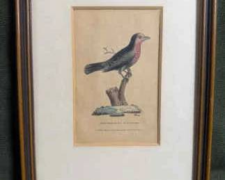Antique Print, REDBREASTED BLACKBIRD