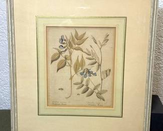 Antique German Botanical Print Schwarze Erven