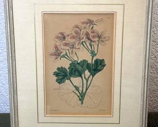 Franz Blascheck Botanical Bookplate