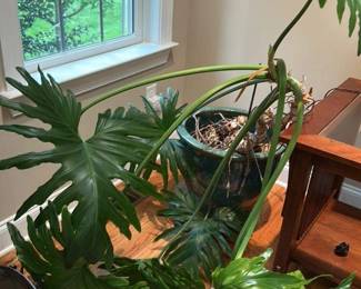 Philodendron Selloum 