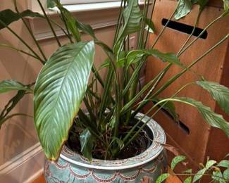 Decorative Ceramic Planter with Peace Lily 